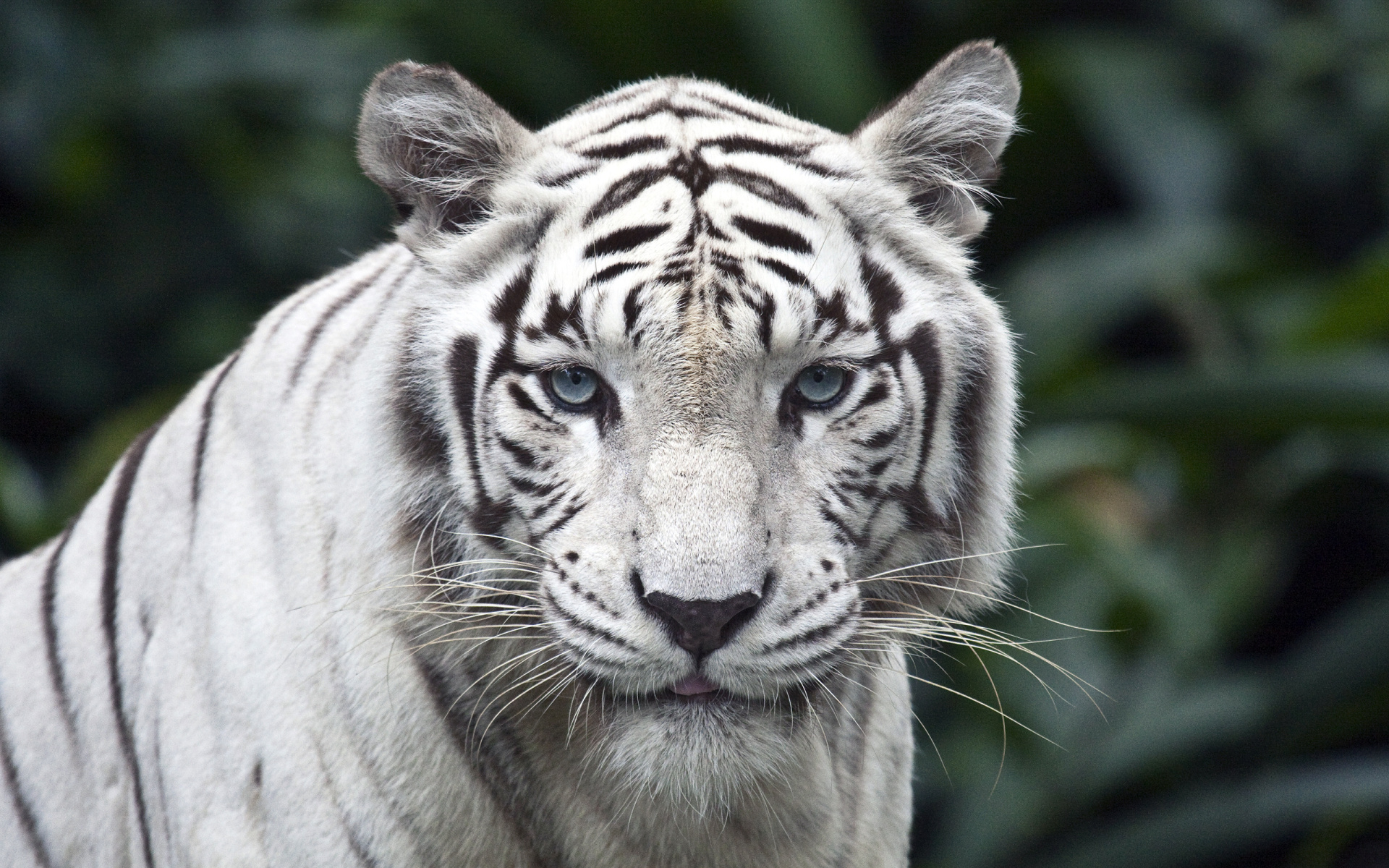 White-Tiger-1920x1200-hd-wallpapers.co.jpg