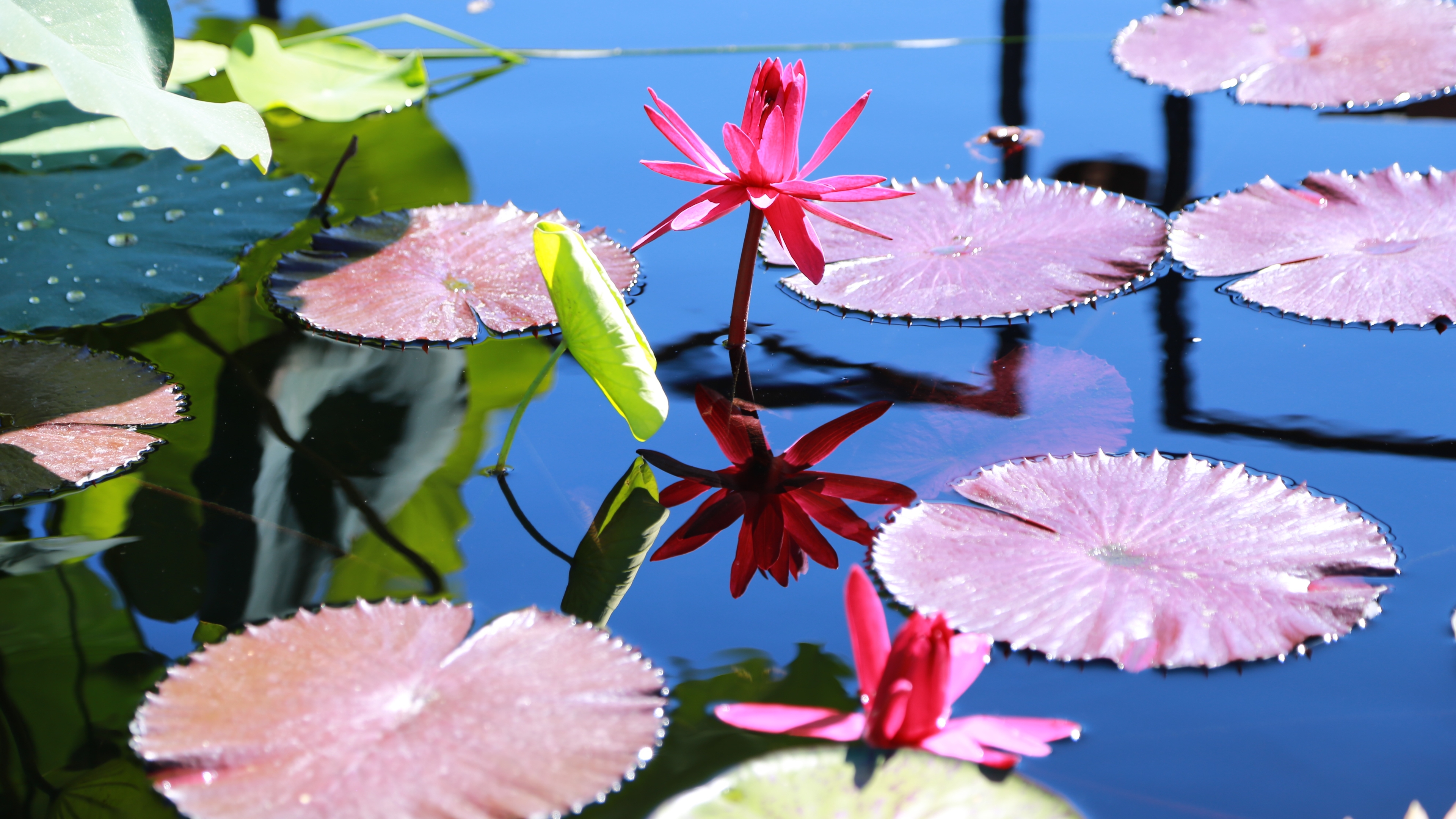 water-lilies-3664063.jpg
