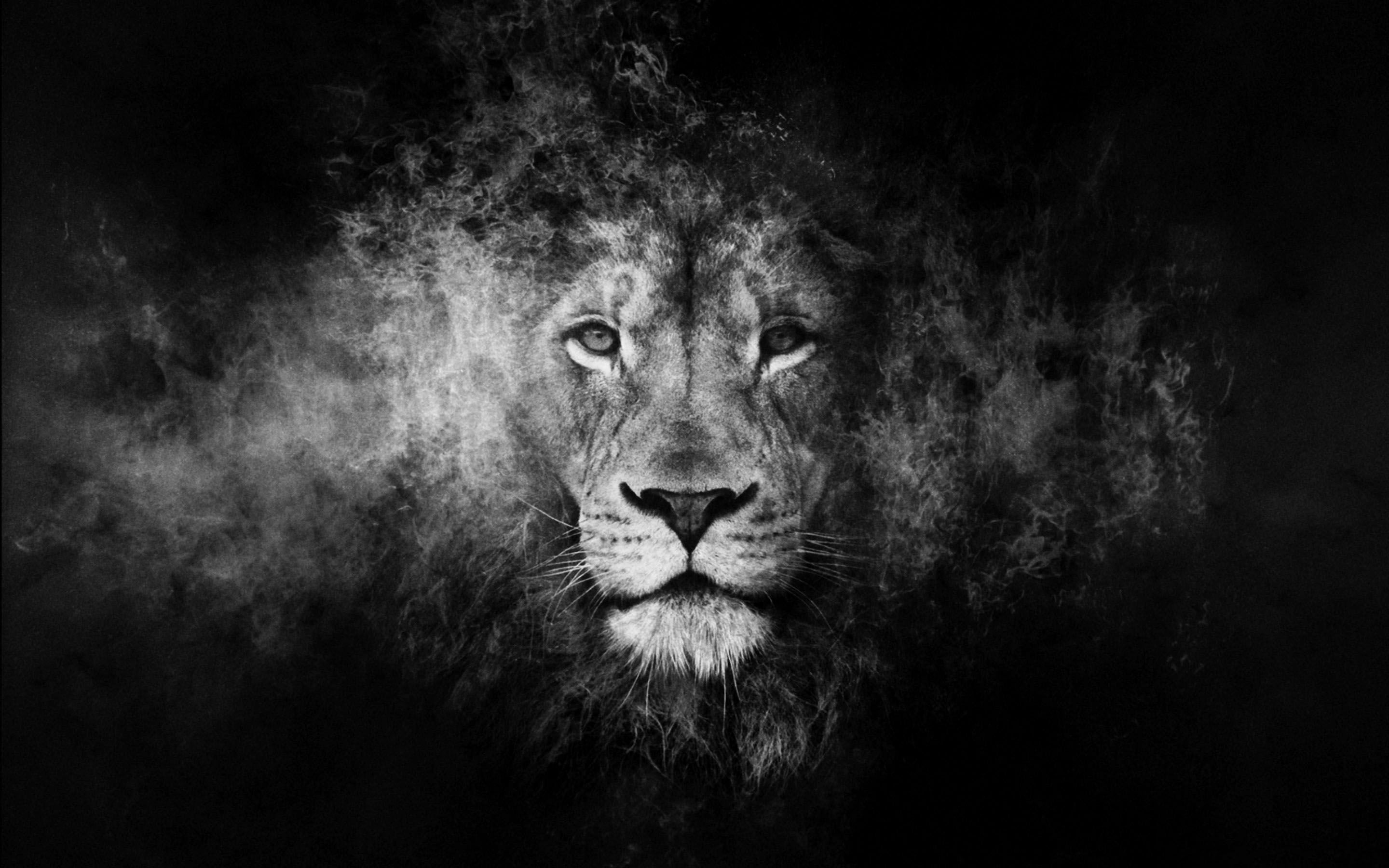 Black And White Lion Wallpaper a.jpg