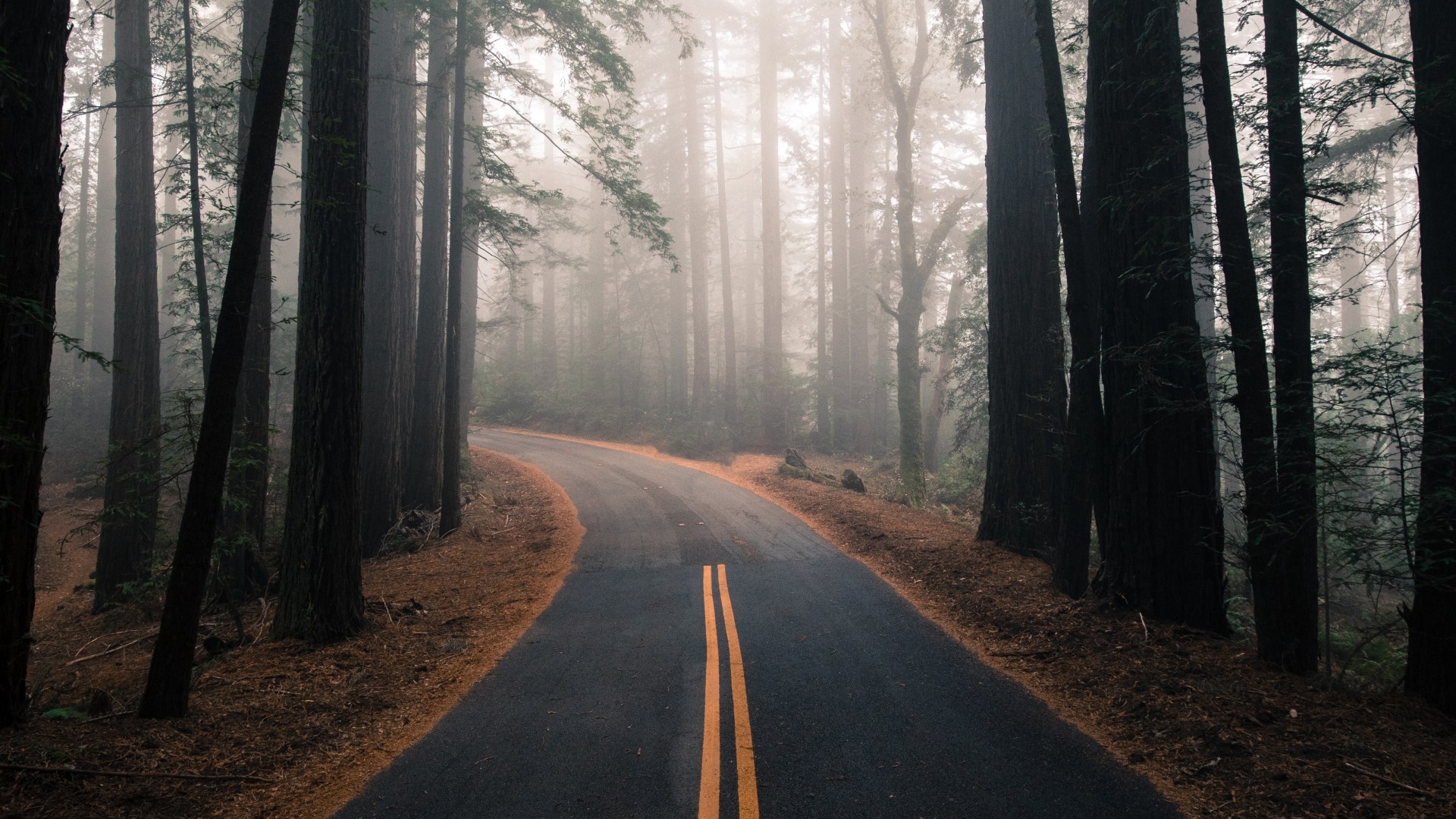 forest-trees-fog-road.jpeg