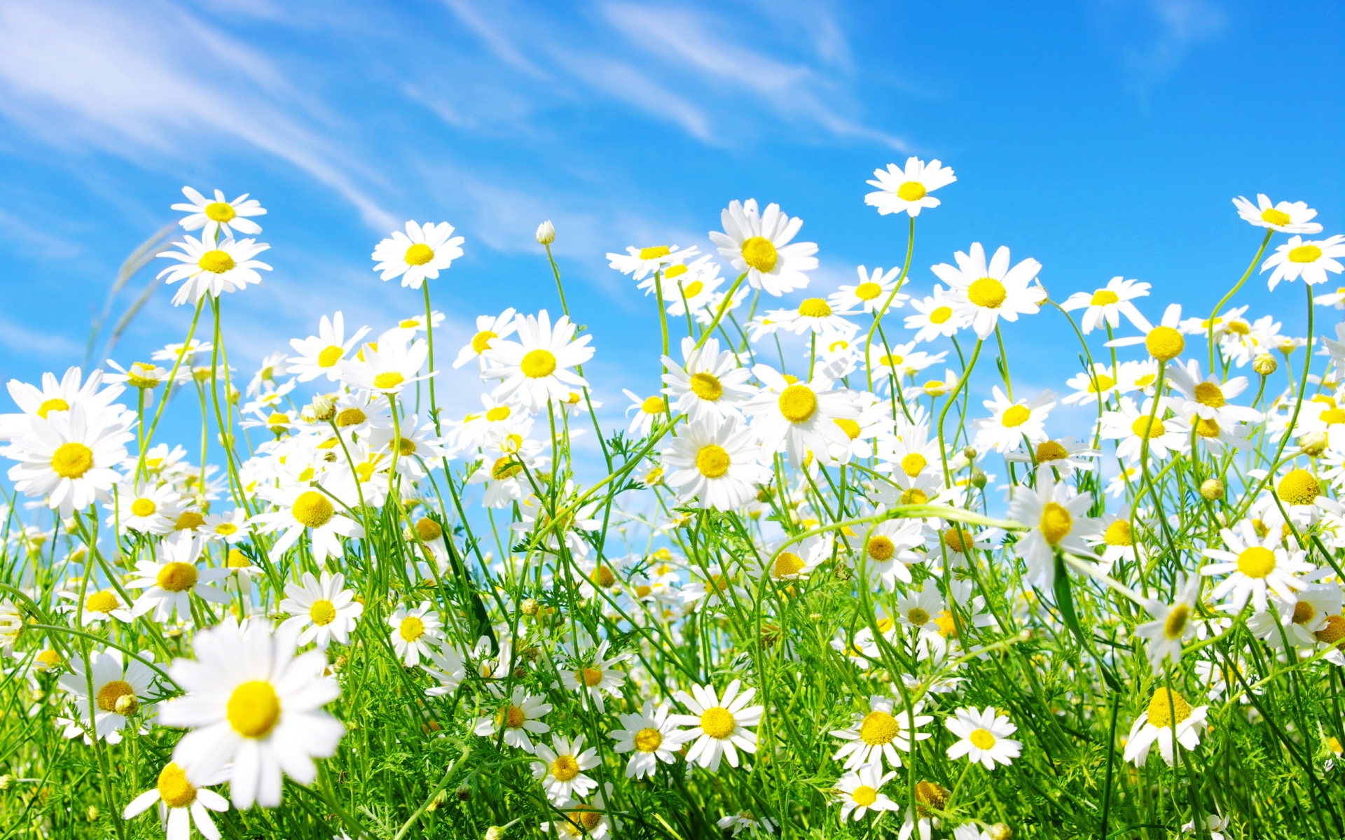 Daisies-Flowers-1920x1200-hd-wallpapers.co.jpg