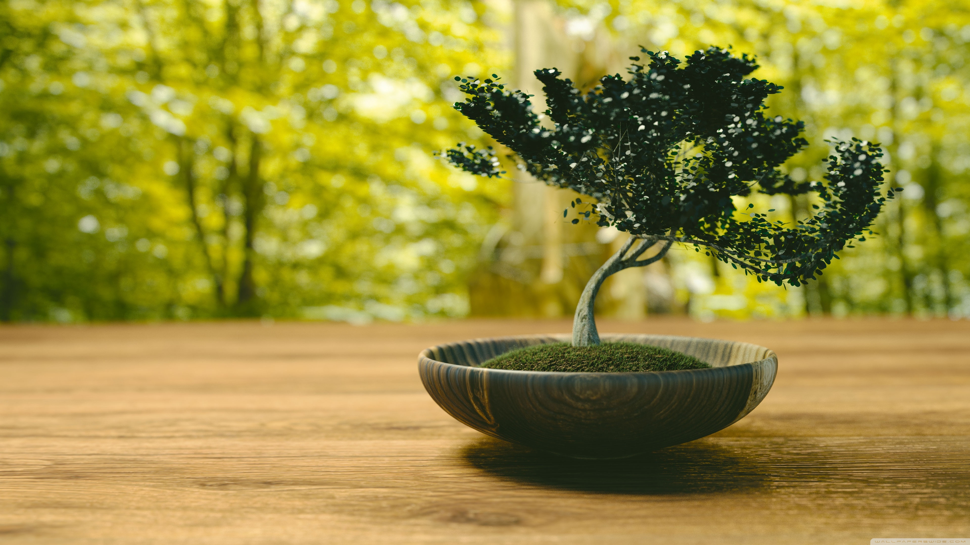 bonsai-wallpaper-3840x2160.jpg