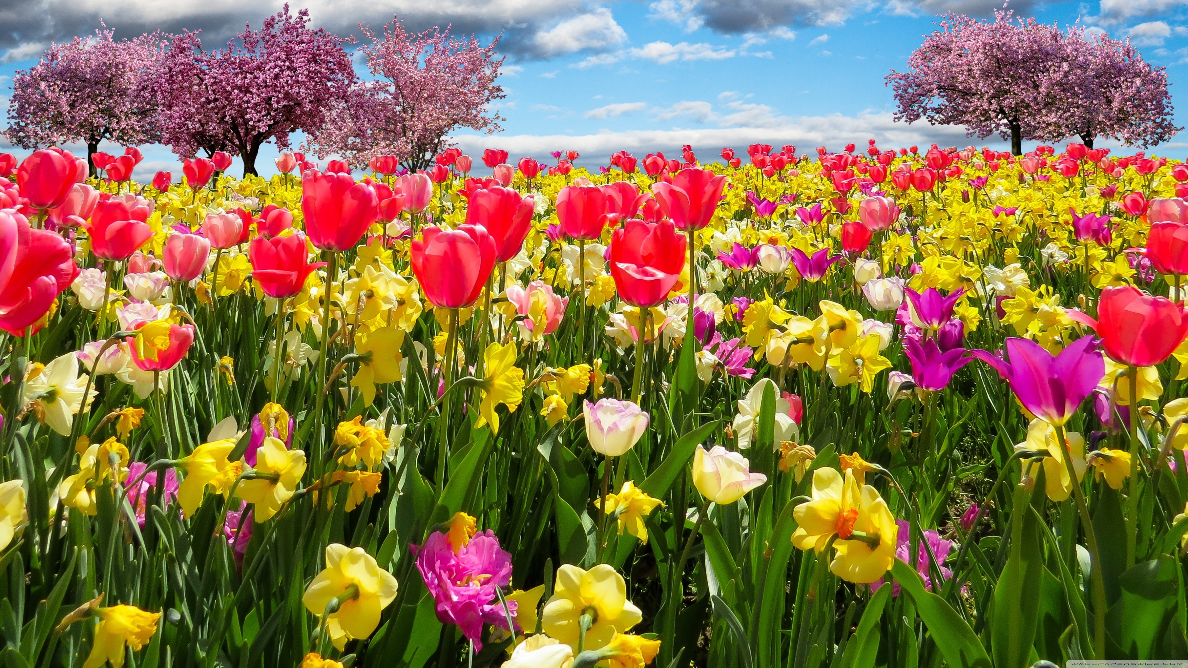 spring_trees_and_flowers-wallpaper-3840x2160.jpg