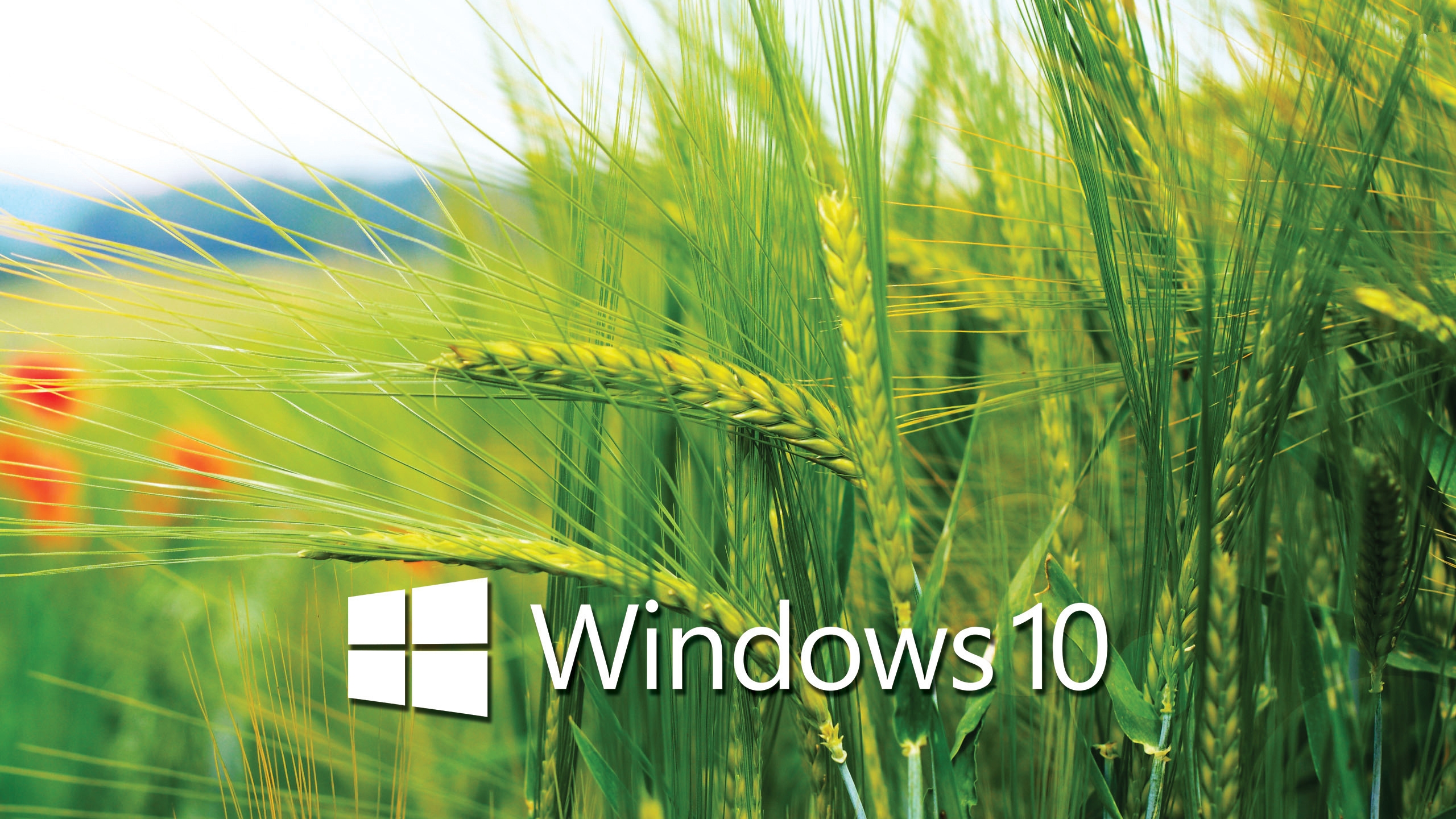 Windows-10-Wallpapers-2560x1440.jpg