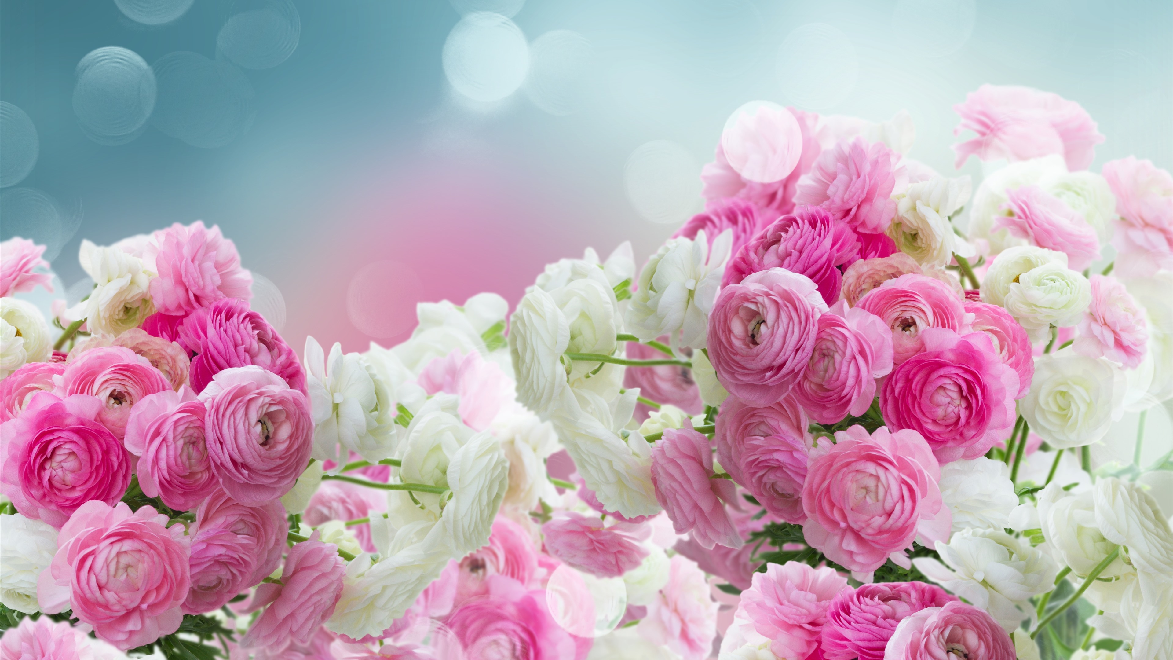 Pink-and-white-ranunculus-flowers-glare_3840x2160.jpg