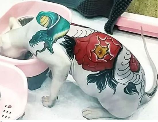 ‘부의 상징’ 털 없는 고양이에 문신 새기는 중국인들1.jpg
