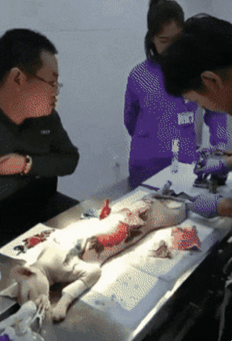 ‘부의 상징’ 털 없는 고양이에 문신 새기는 중국인들2.gif