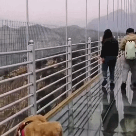 개도 무서워하는 중국 유리다리.gif