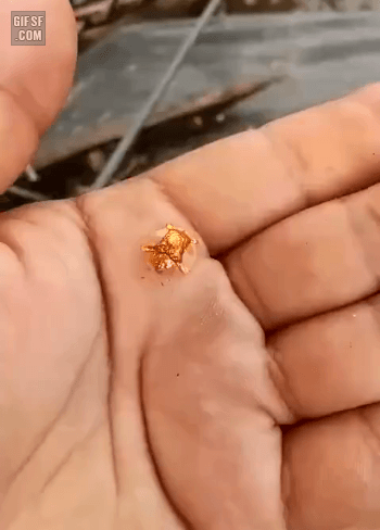 신기한 황금색 곤충.gif