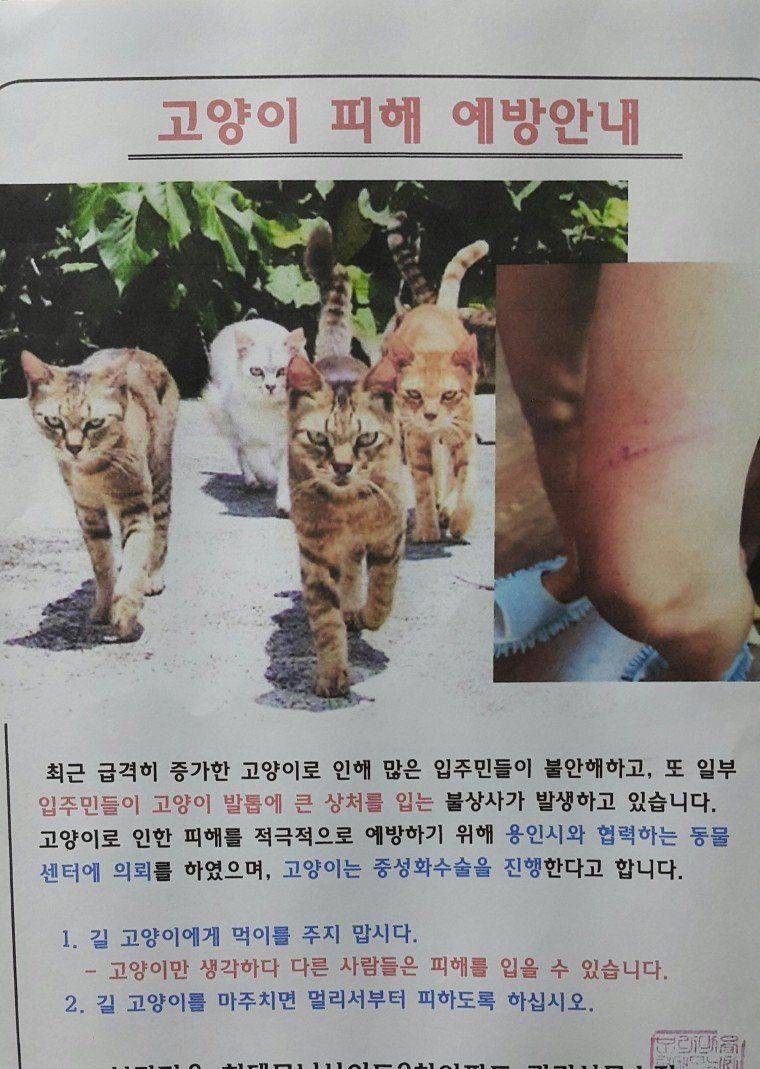 고양이 조직폭력단.jpg