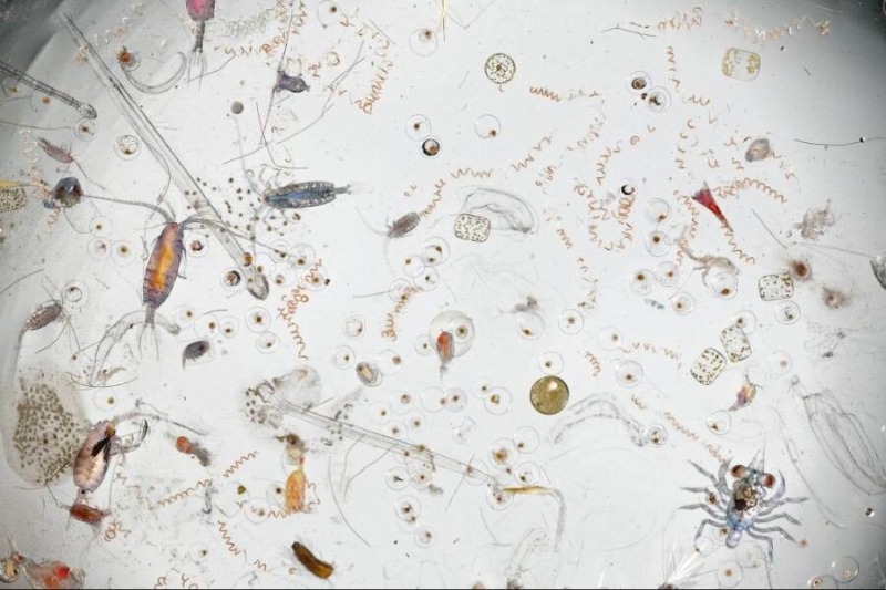 현미경으로 촬영한 바닷물 한 방울.jpg
