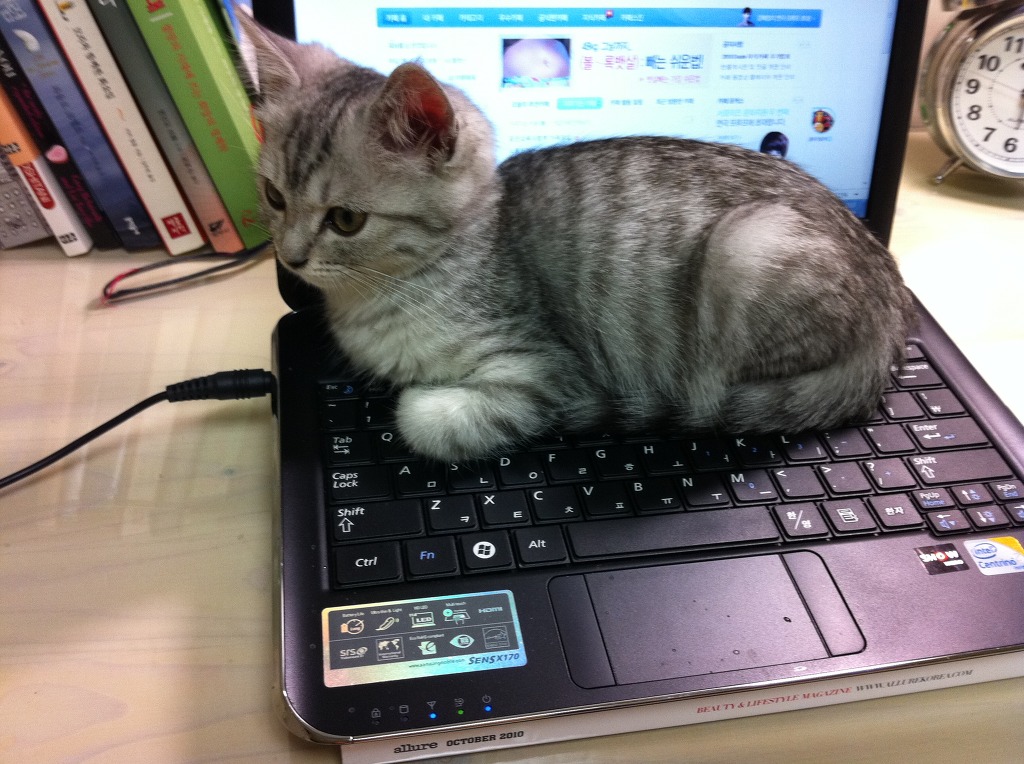 고양이들의 노트북 사용 교육만화3.jpg