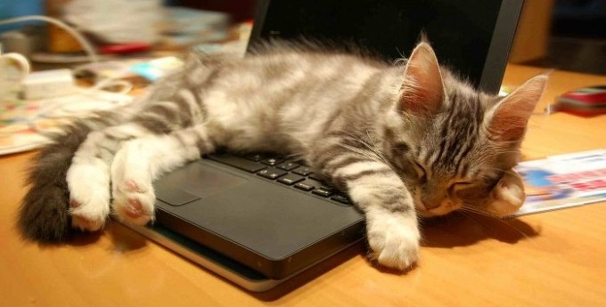 고양이들의 노트북 사용 교육만화5.jpg