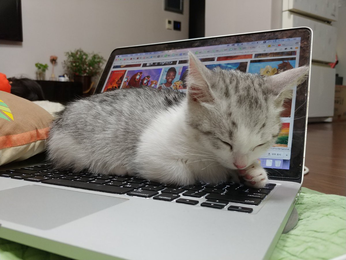고양이들의 노트북 사용 교육만화4.jpg