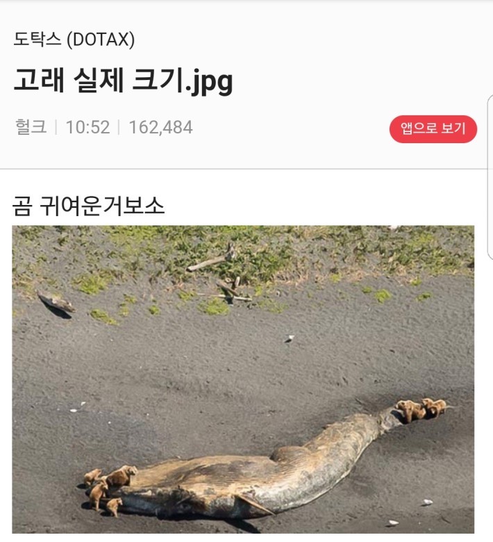 상대적 귀여움.jpg