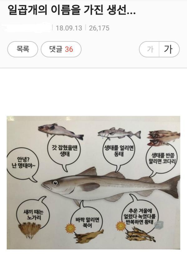 아홉개의 이름을 가진 생선.jpg