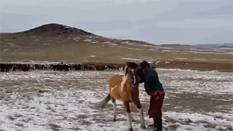 몽골 야생말 타는법.gif