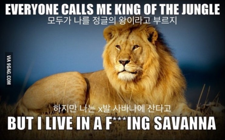 정글의 왕 사자.jpg