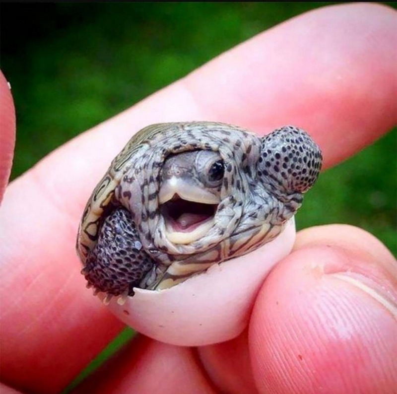 알에서 갓 태어난 거북이.jpg