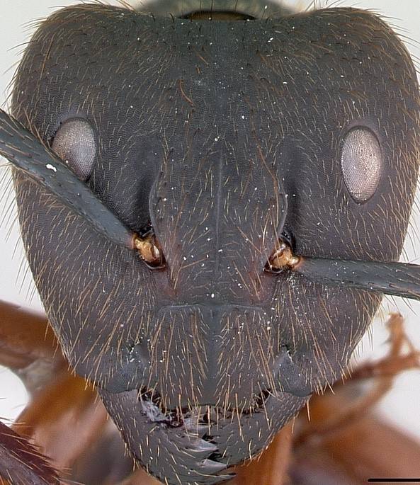 개미 얼굴 확대 사진.jpg