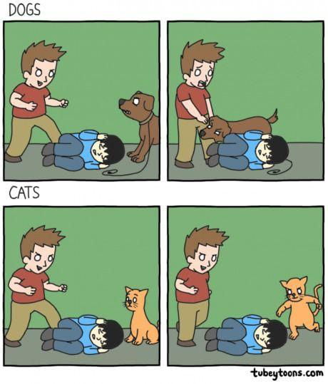 개와 고양이의 차이점....jpg