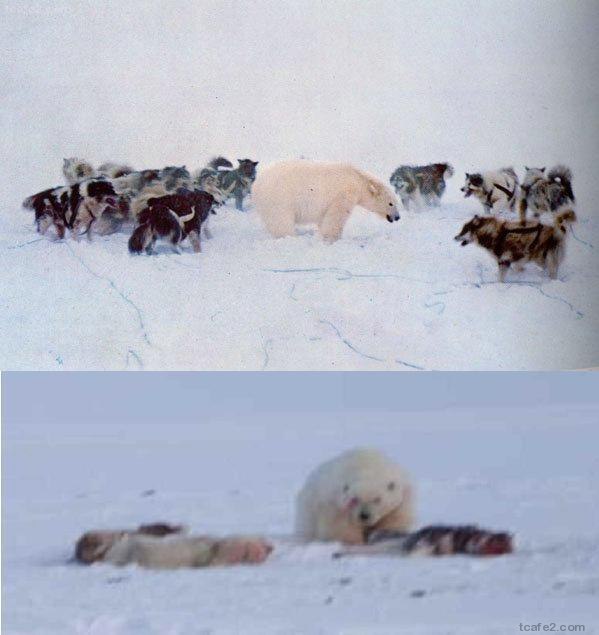 북극곰 VS 늑대들 다구리 결과.jpg