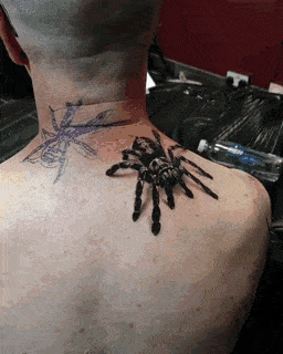 어깨위에  애완 거미를 키우는 남자.gif