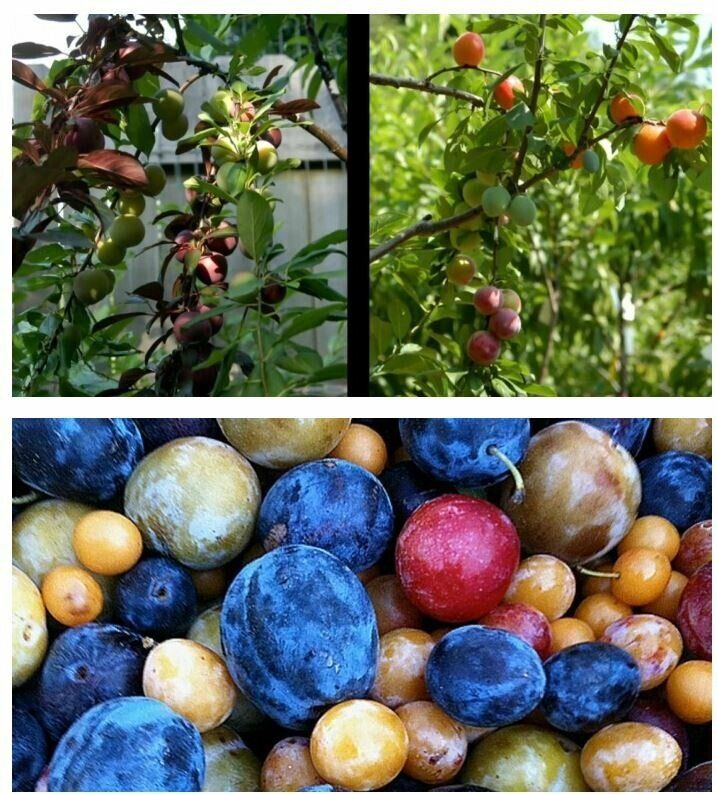 40가지 과일이 동시에 열리는 마법의 과일 나무4.jpg
