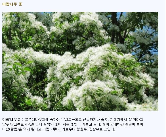 이팝나무 꽃.JPG