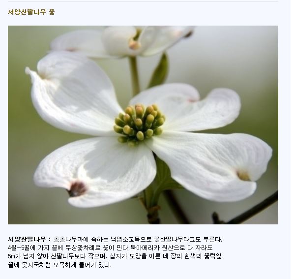 서양산딸나무 꽃.JPG