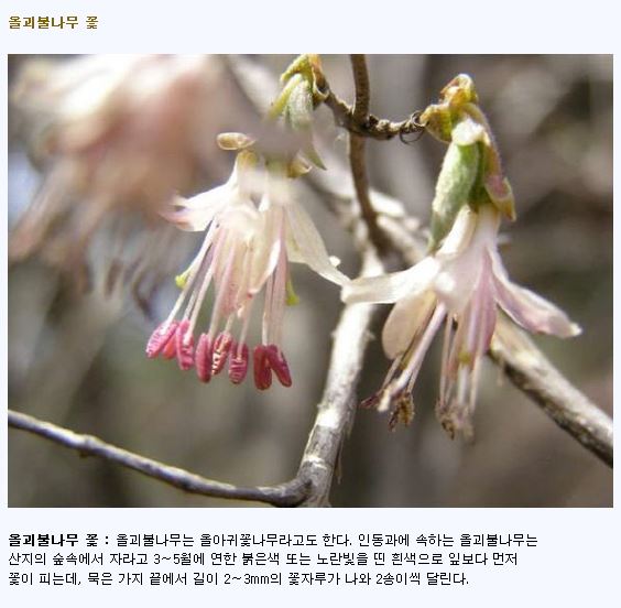 올괴불나무 꽃.JPG