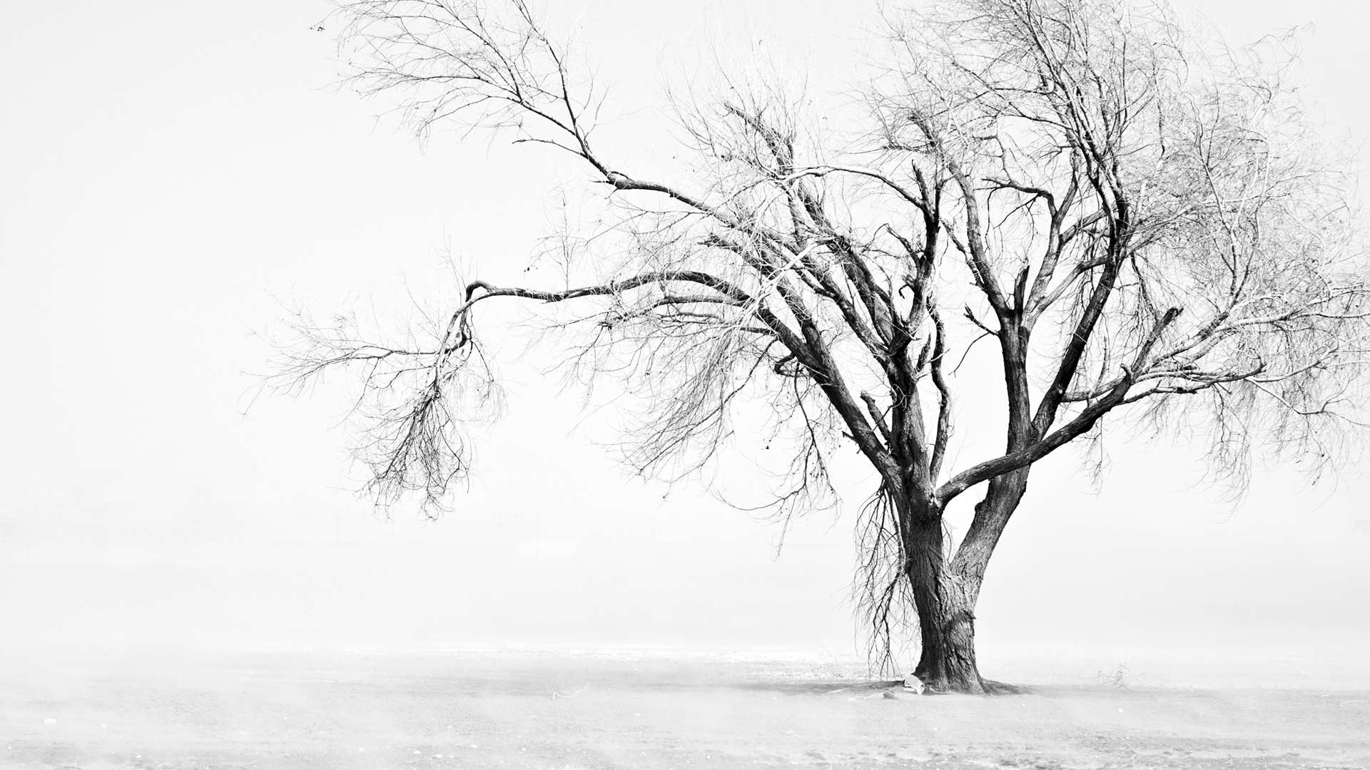 26093_winter_black-white.jpg