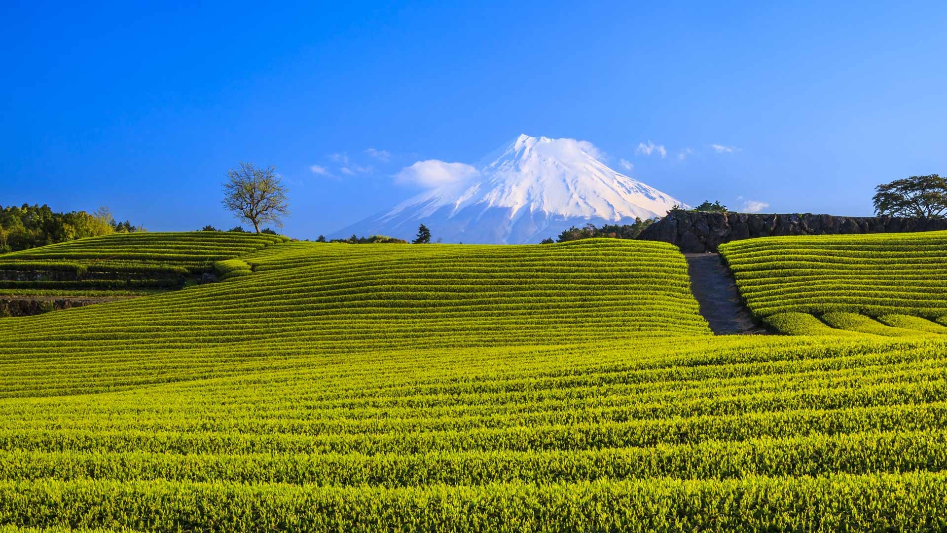 Tea-field-and-Mount-Fuji-Fuji-City-Shizuoka-20180501.jpg
