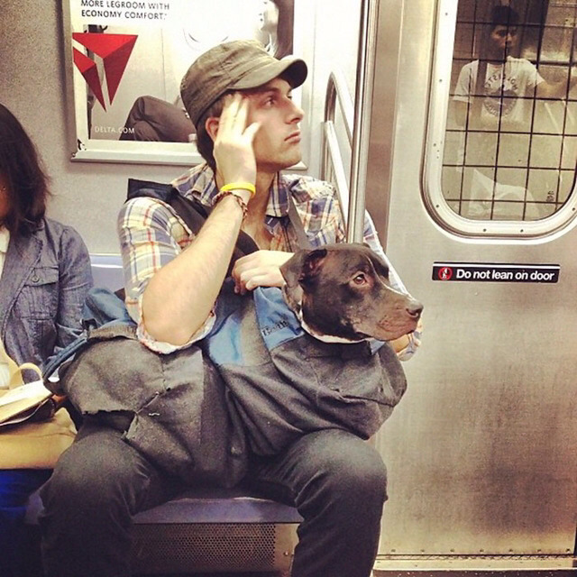 뉴욕시에서 강아지들이 지하철 타는법1.jpg