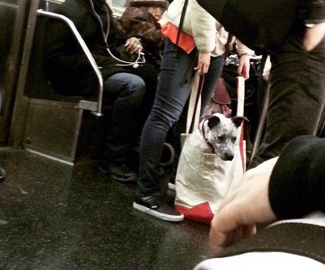 뉴욕시에서 강아지들이 지하철 타는법2.jpg