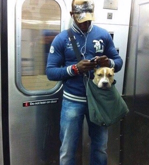 뉴욕시에서 강아지들이 지하철 타는법3.jpg