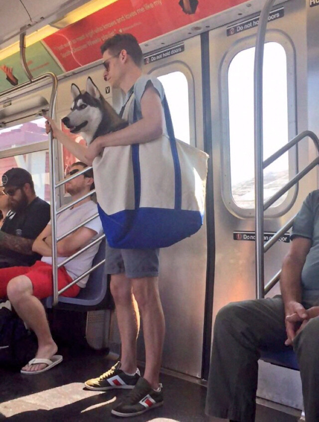 뉴욕시에서 강아지들이 지하철 타는법4.jpg