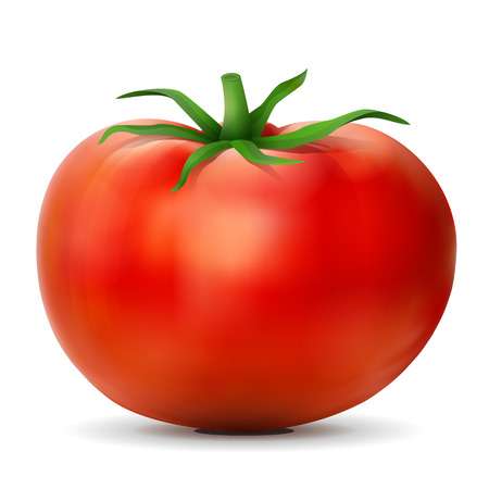 41923515-잎-토마토를-닫습니다-토마토-과일-흰색-배경에-고립입니다-농업-야채-요리-건강-식품-요리법-olericulture-등을위한-질적-벡터-일러스트-레이-션.jpg