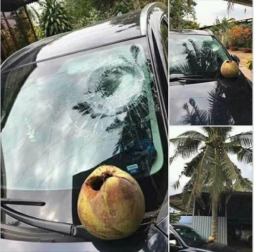 코코넛의 위력 ㄷㄷ.jpg