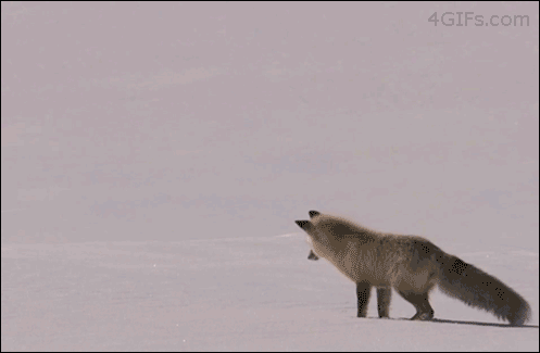 Fox-snow-hunting-pounce.gif
