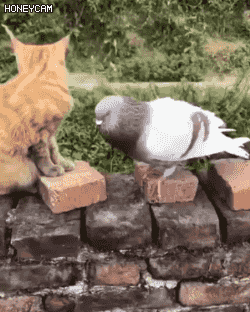 고양이와 비둘기의 한판승부.gif