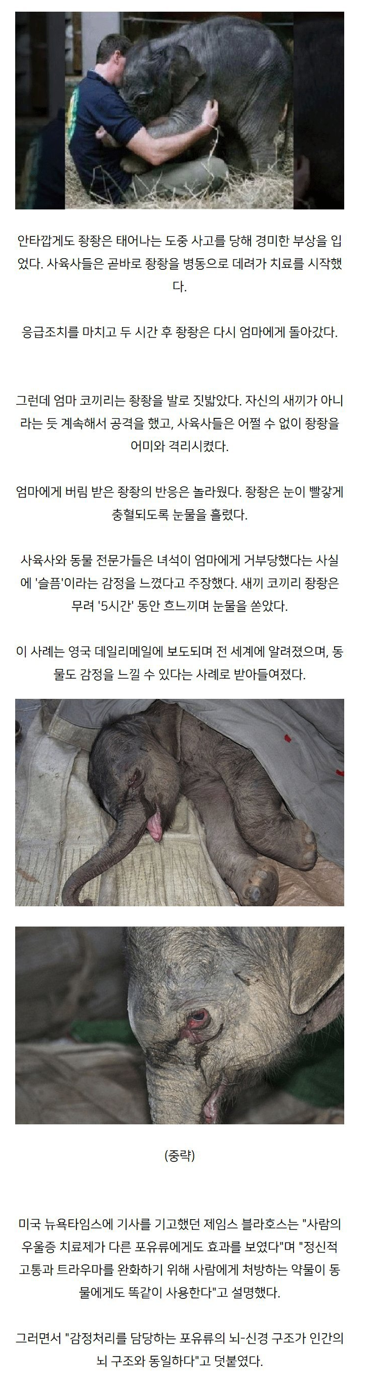 엄마가 자신을 거부해 운 코끼리.png