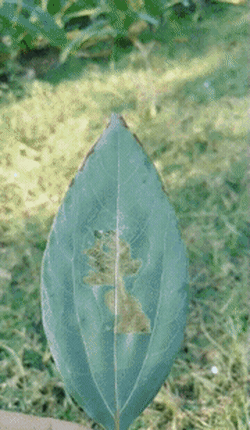 예술로 재탄생된 나뭇잎.!.gif
