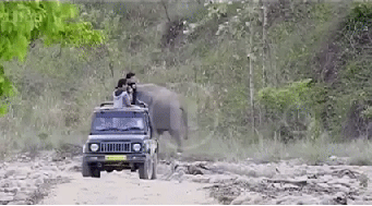코끼리의 지리는 장난ㄷㄷ...gif