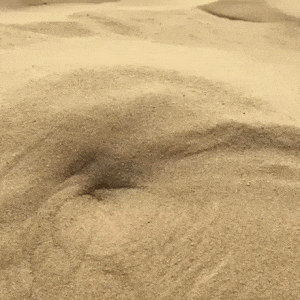 모래속의 괴생명체의 실체.gif