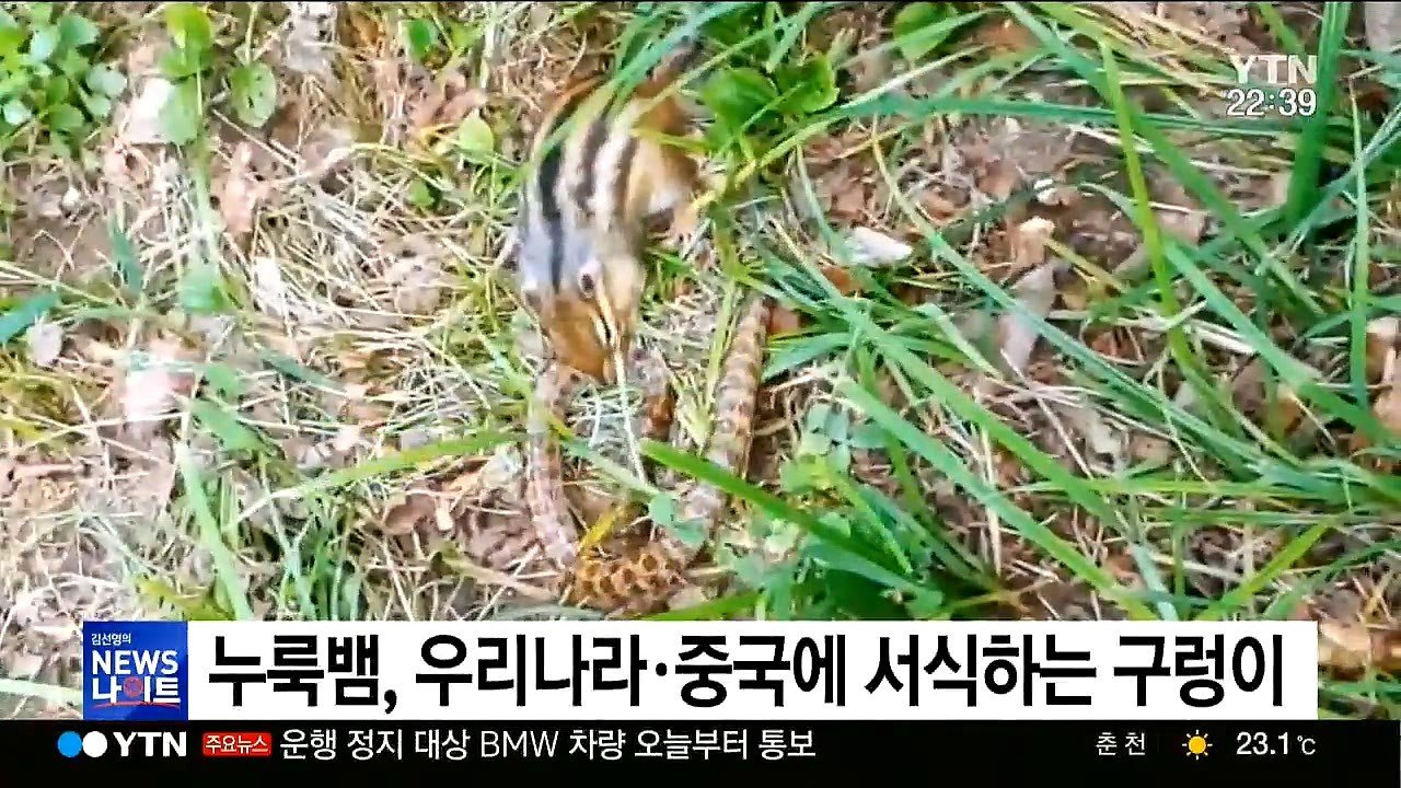 한국 다람쥐, 생태계 파괴 시작5.jpg
