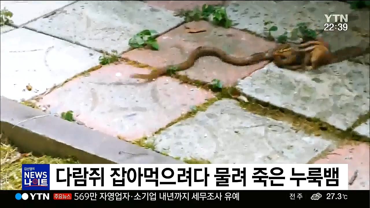 한국 다람쥐, 생태계 파괴 시작2.jpg