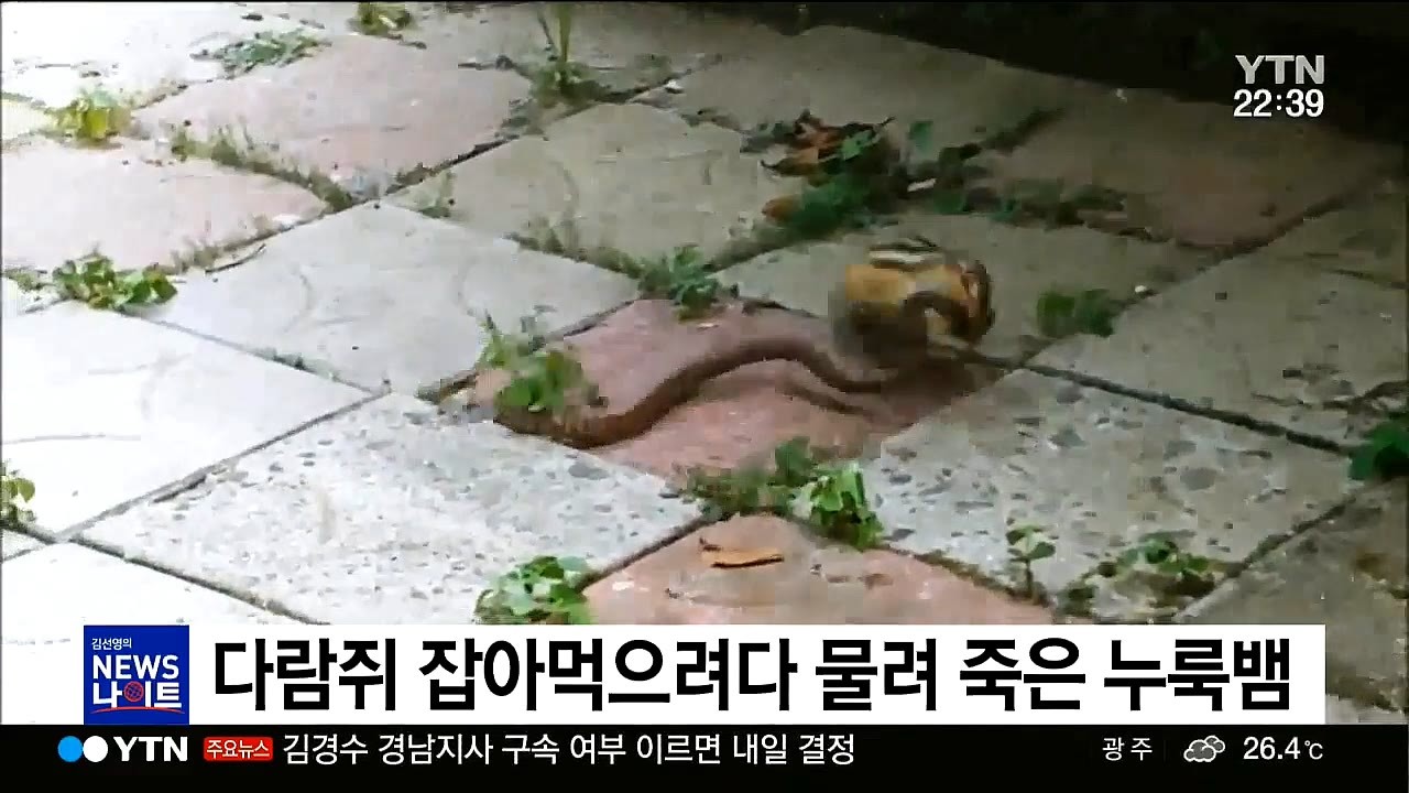 한국 다람쥐, 생태계 파괴 시작3.jpg