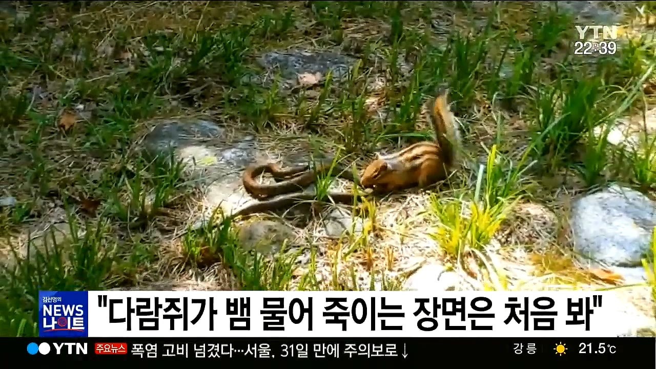 한국 다람쥐, 생태계 파괴 시작6.jpg