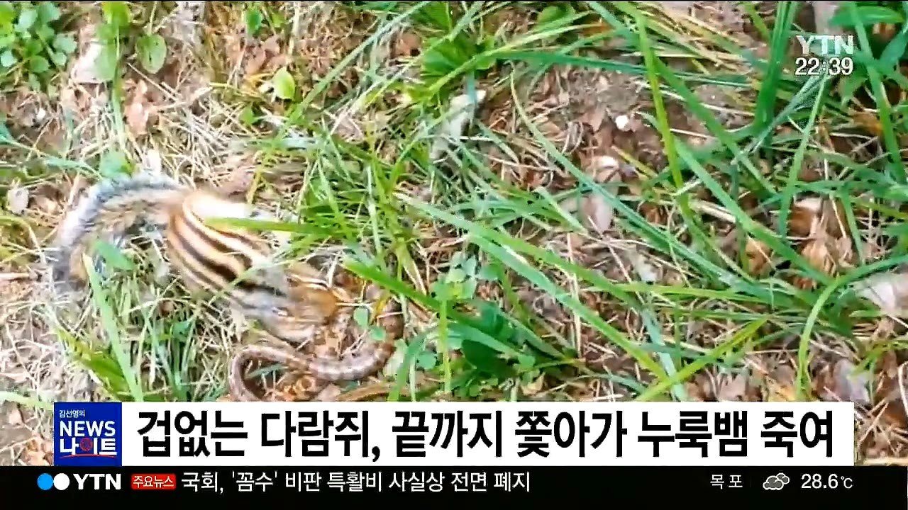 한국 다람쥐, 생태계 파괴 시작4.jpg